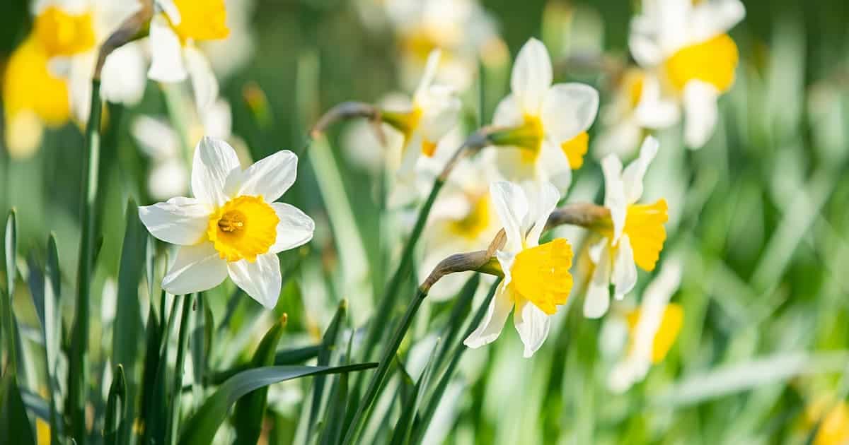 Eventos em Harrogate